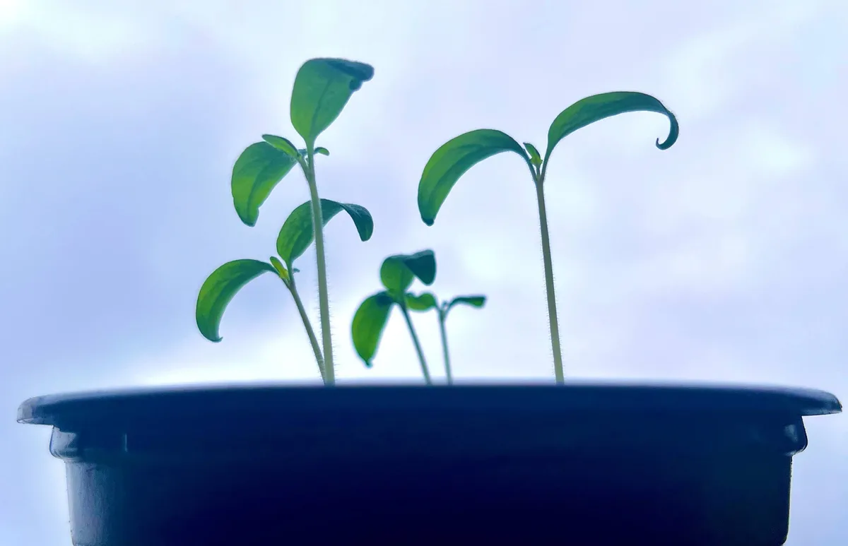 Junge Tomatenpflanzen strecken sich aus dem Topf dem Licht entgegen.